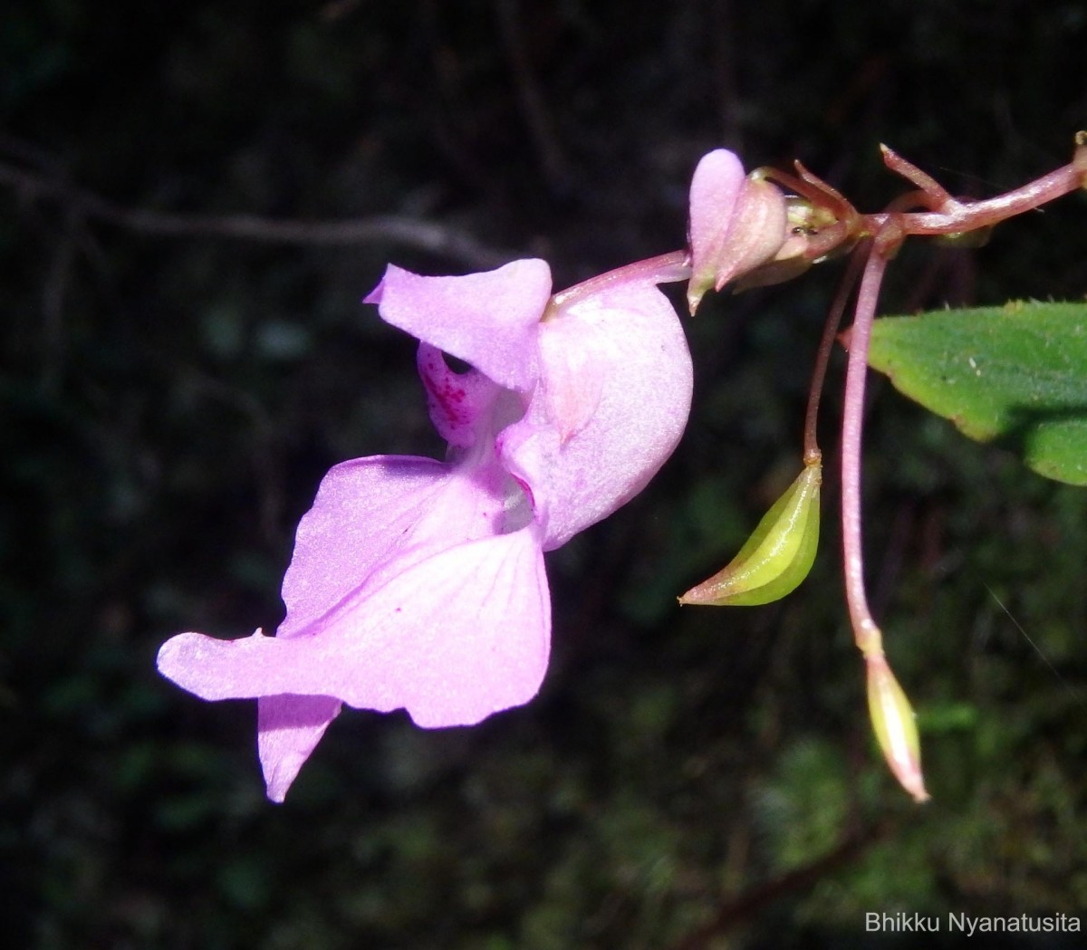 Impatiens thwaitesii Hook.f. ex Grey-Wilson